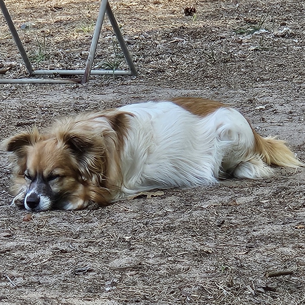 Stevie, an adoptable Papillon in Wadena, MN, 56482 | Photo Image 4