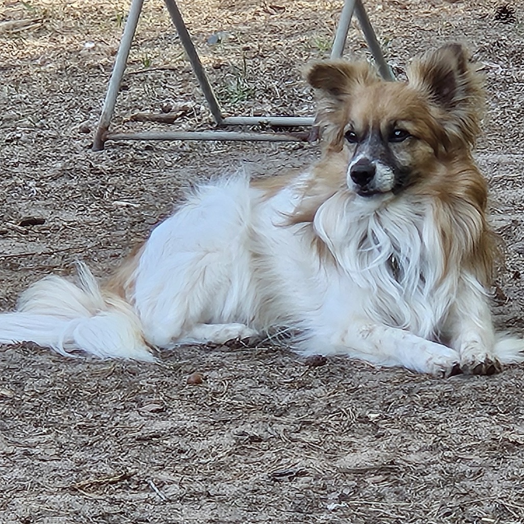 Stevie, an adoptable Papillon in Wadena, MN, 56482 | Photo Image 5