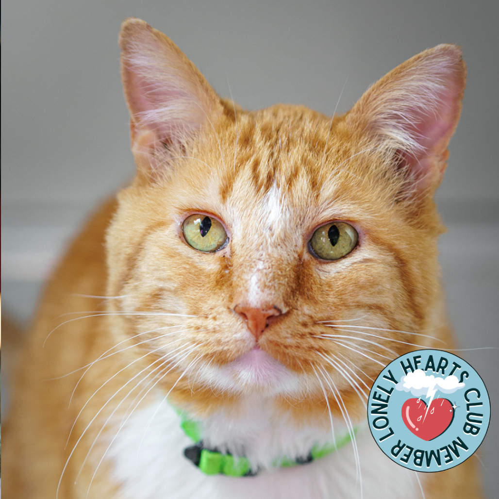 Cheese Puff, an adoptable Domestic Short Hair in Lakewood, CO, 80214 | Photo Image 1