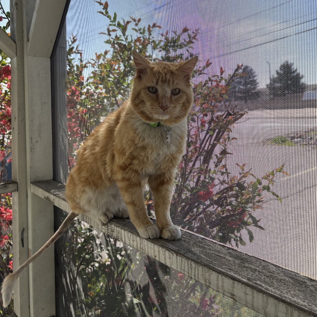 Cheese Puff, an adoptable Domestic Short Hair in Lakewood, CO, 80214 | Photo Image 2