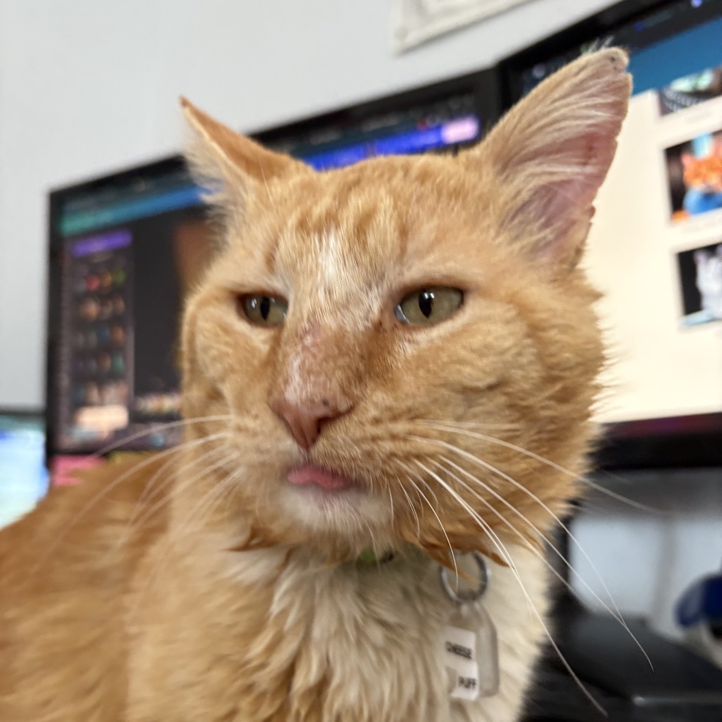 Cheese Puff, an adoptable Domestic Short Hair in Lakewood, CO, 80214 | Photo Image 3