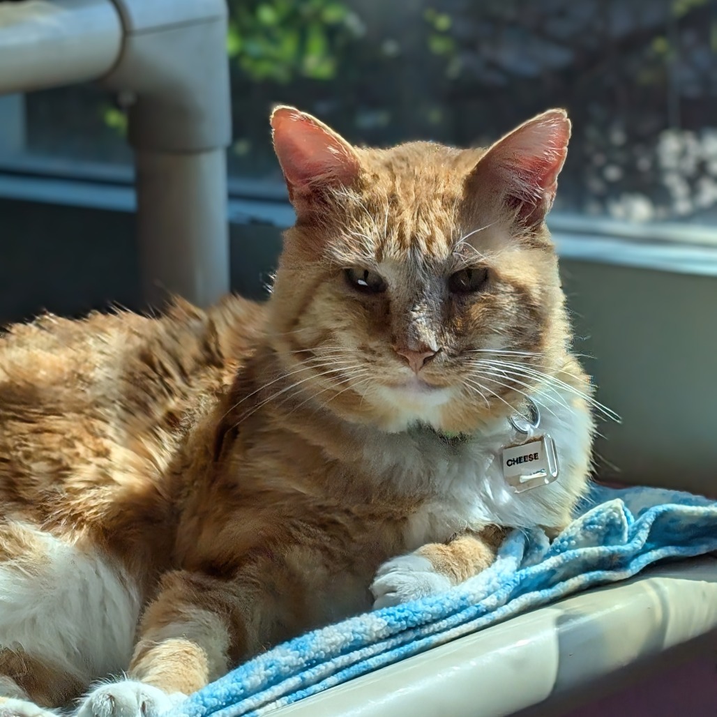 Cheese Puff, an adoptable Domestic Short Hair in Lakewood, CO, 80214 | Photo Image 4