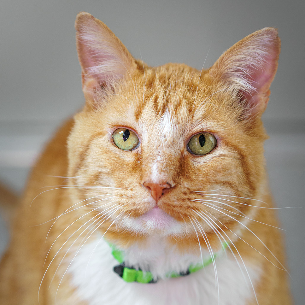 Cheese Puff, an adoptable Domestic Short Hair in Lakewood, CO, 80214 | Photo Image 5