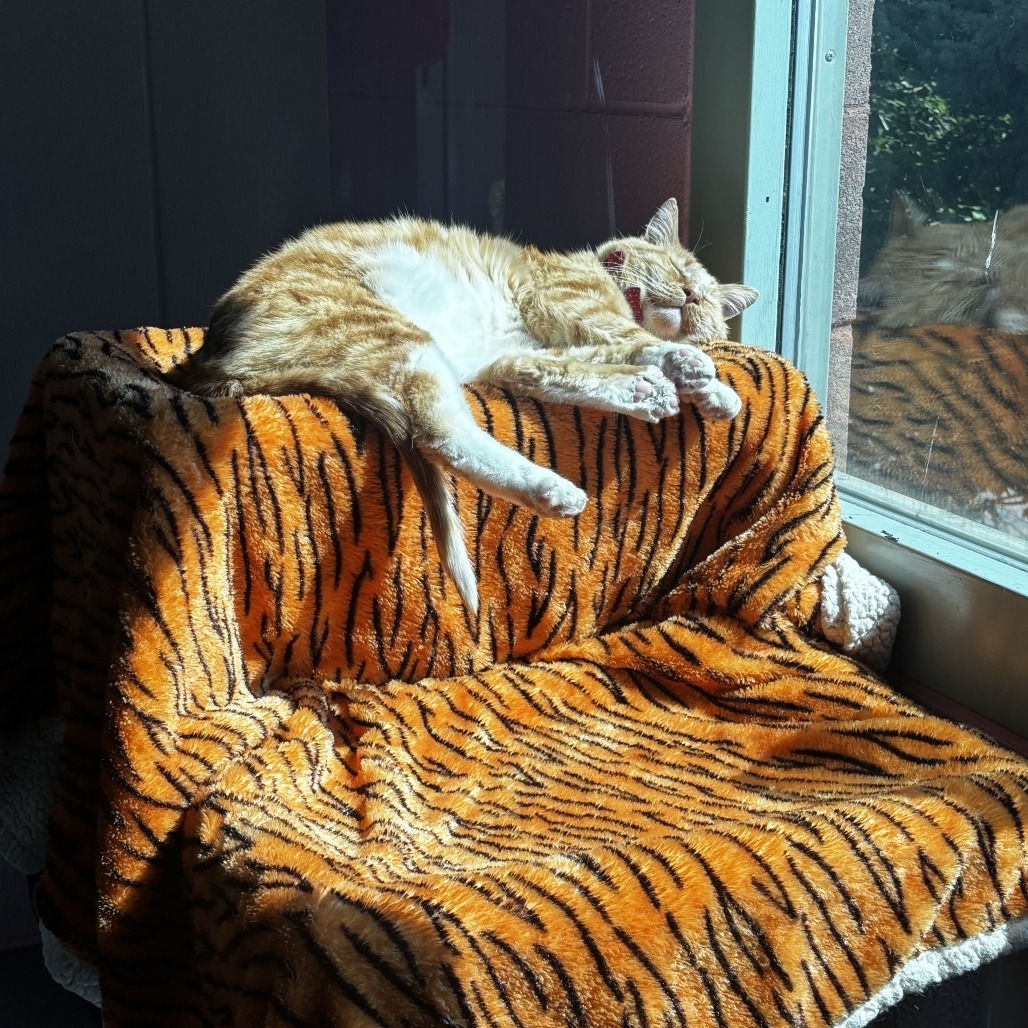 Cheese Puff, an adoptable Domestic Short Hair in Lakewood, CO, 80214 | Photo Image 6