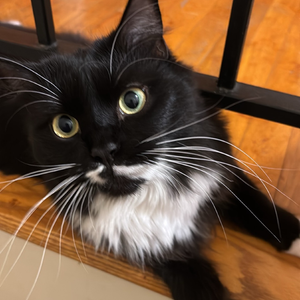 Olivia Benson (paired with Elliott Stabler)