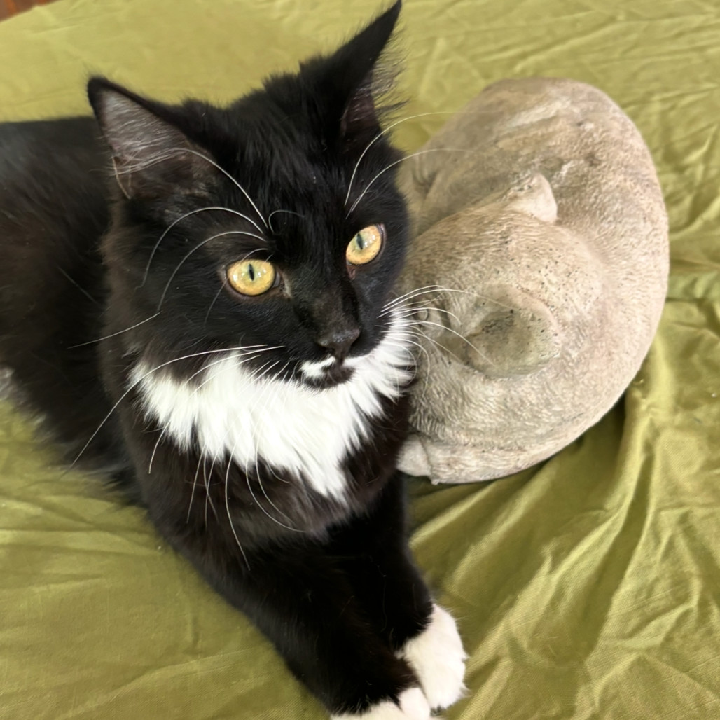 Olivia Benson (paired with Elliott Stabler)