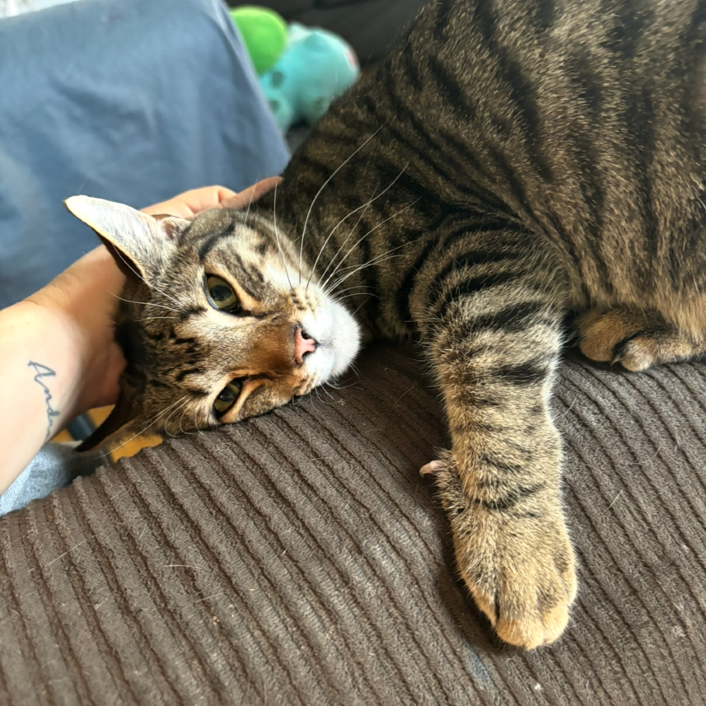 Elliott Stabler (paired with Olivia Benson)