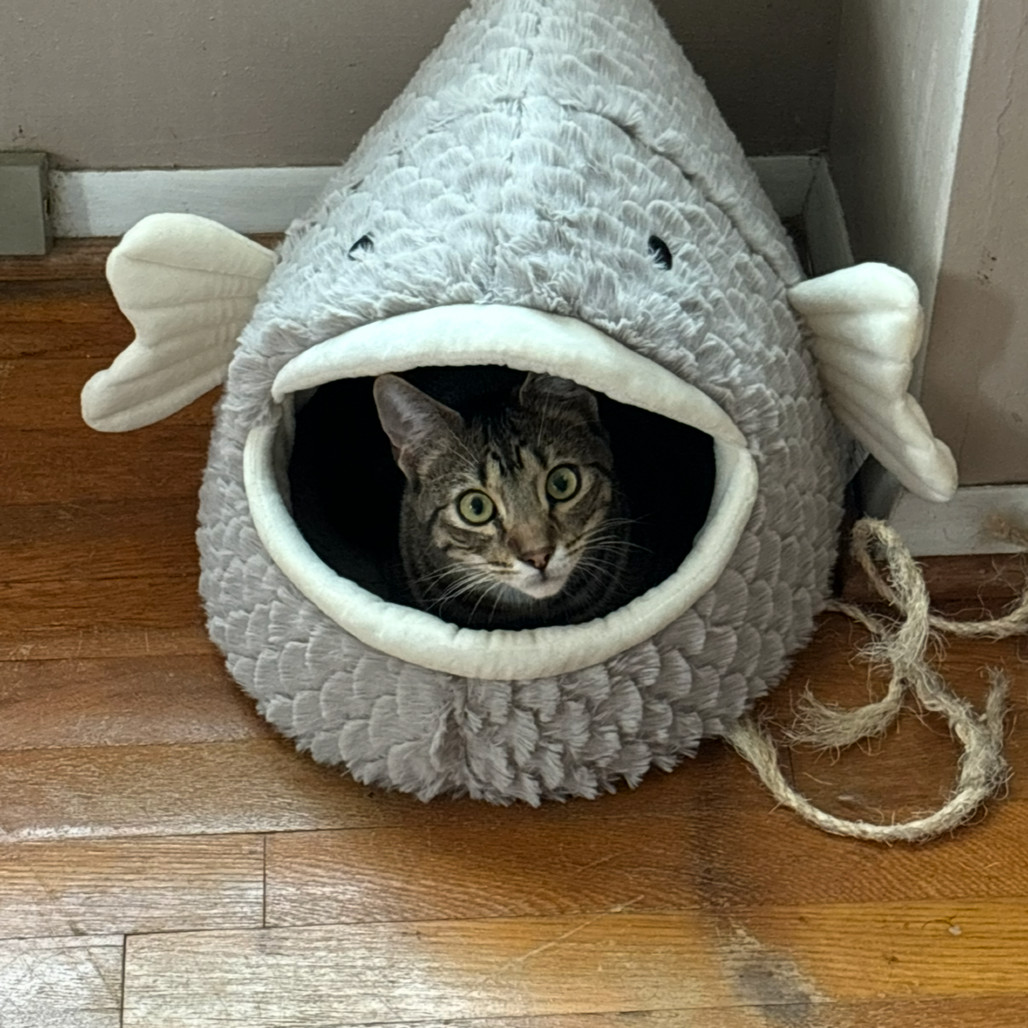 Elliott Stabler (paired with Olivia Benson)