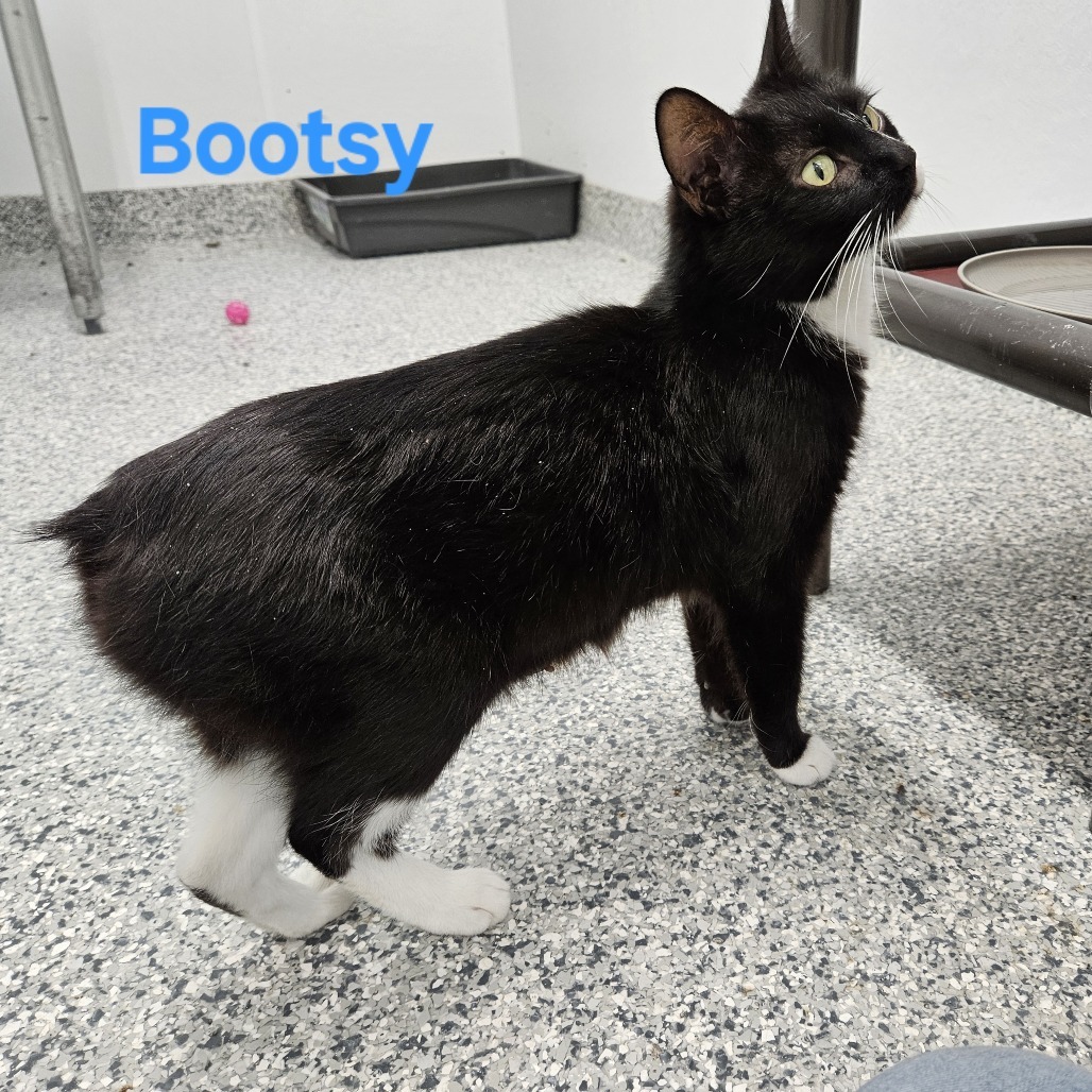 Bootsy Black Cat, an adoptable American Shorthair in Kingman, KS, 67068 | Photo Image 1