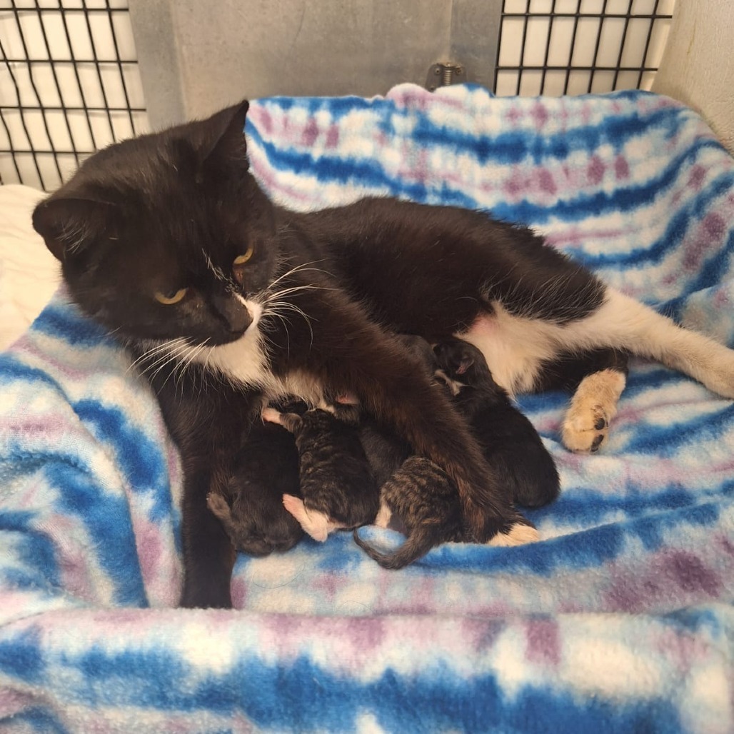 Bootsy Black Cat, an adoptable American Shorthair in Kingman, KS, 67068 | Photo Image 2
