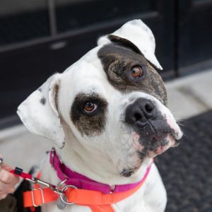 Nancy, Young Female American Bulldog