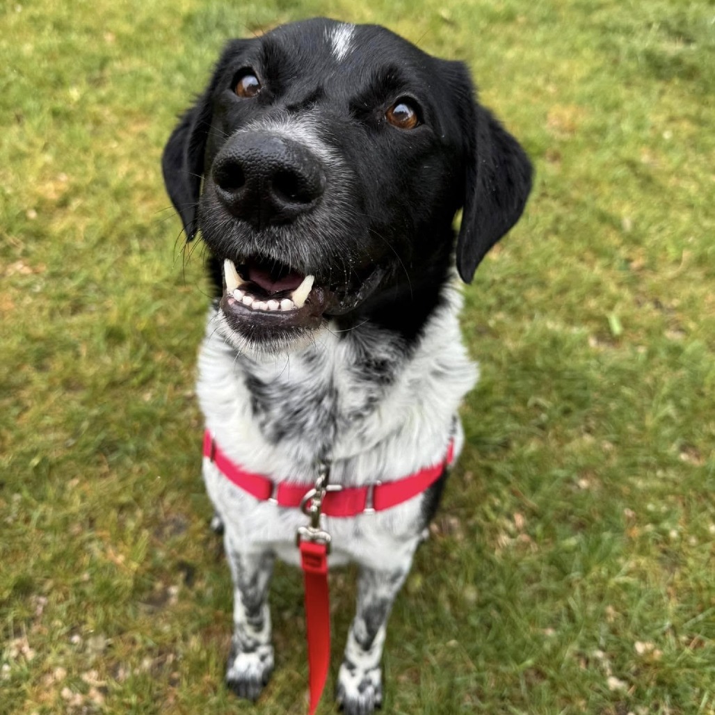 Duke