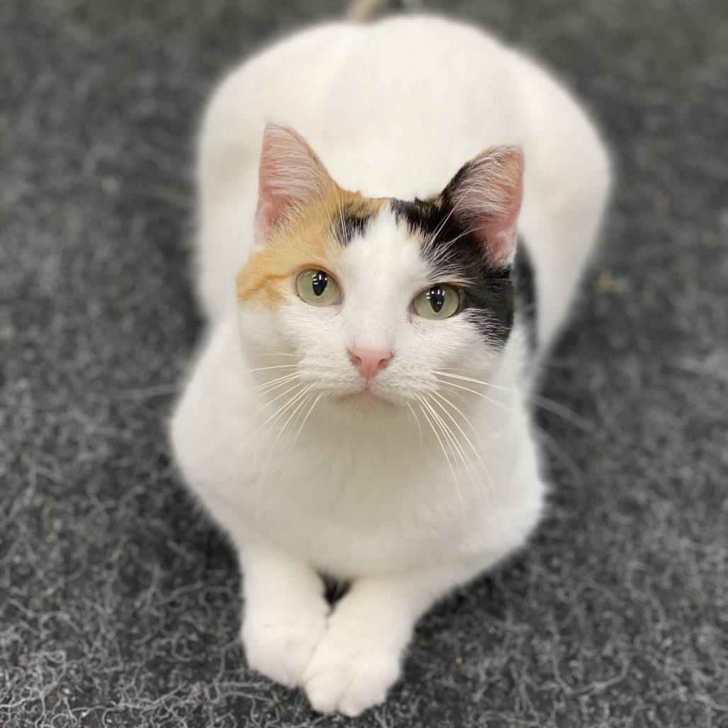 Phoebe