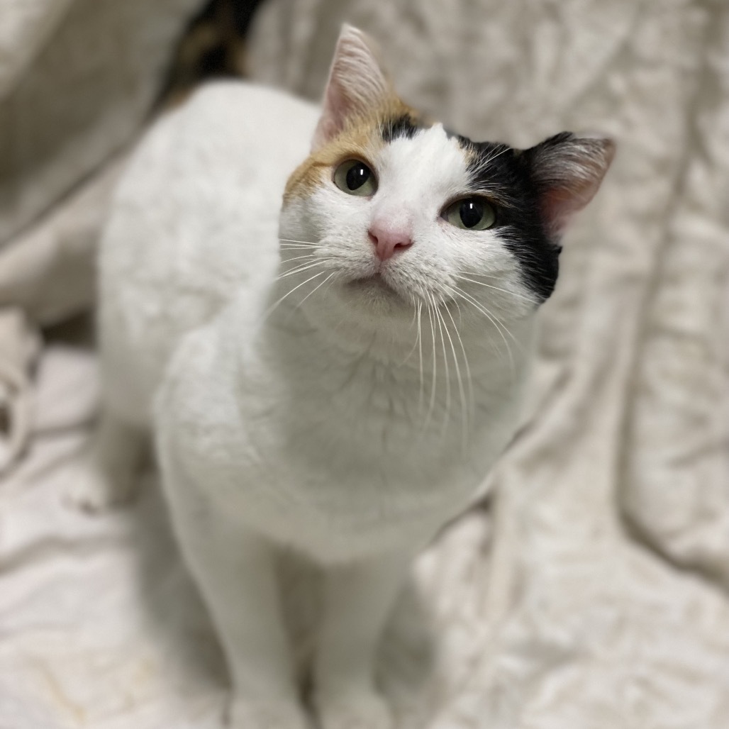 Phoebe