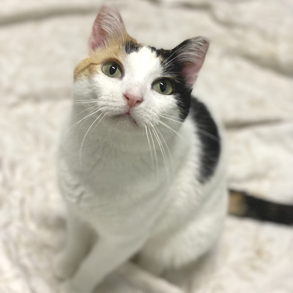 Phoebe
