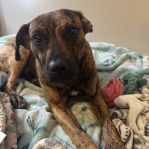 Roxanne, Young Female Black Mouth Cur