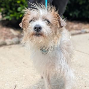Winston 05-1410, Adult Male Terrier