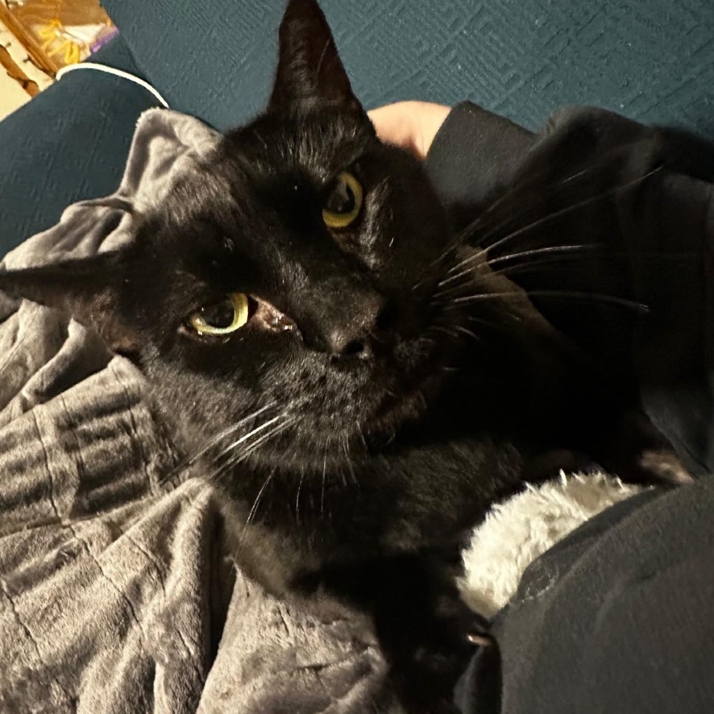 Jet