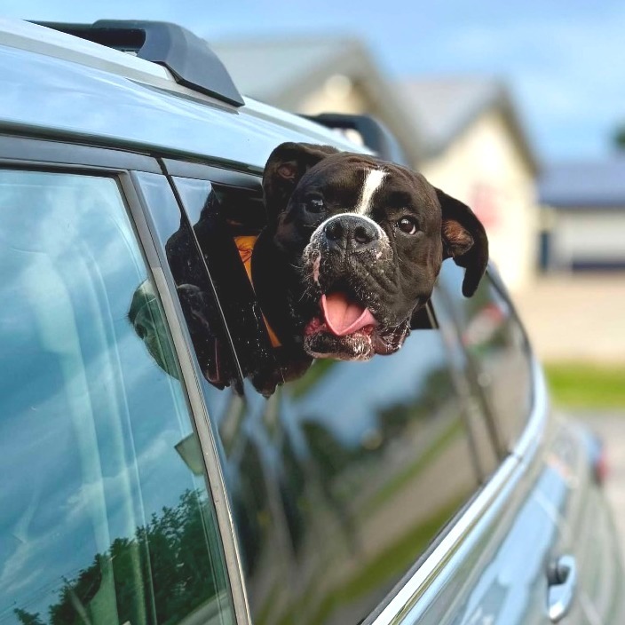 Kiefer, an adoptable Boxer in Rochester, MN, 55903 | Photo Image 1