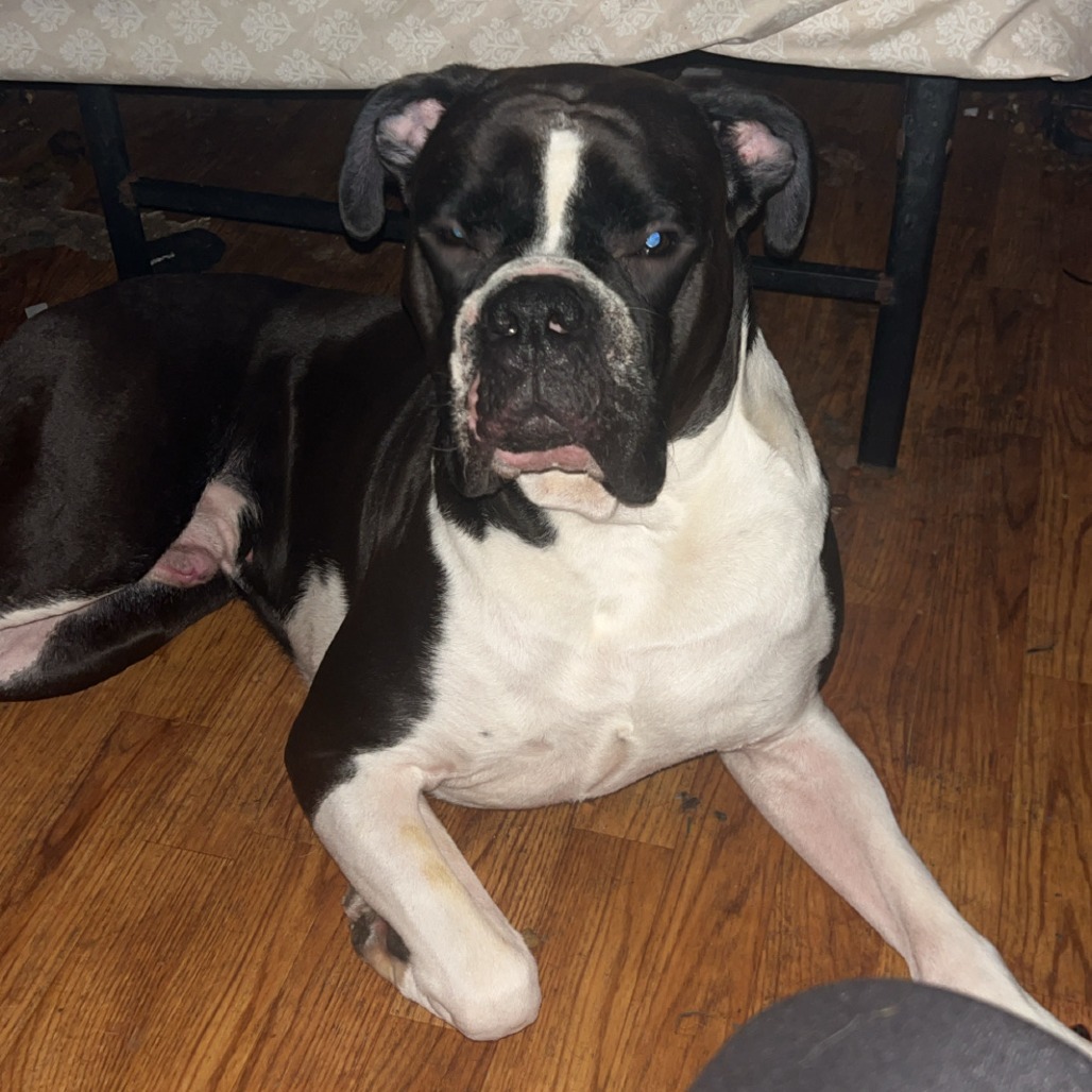 Kiefer, an adoptable Boxer in Rochester, MN, 55903 | Photo Image 2