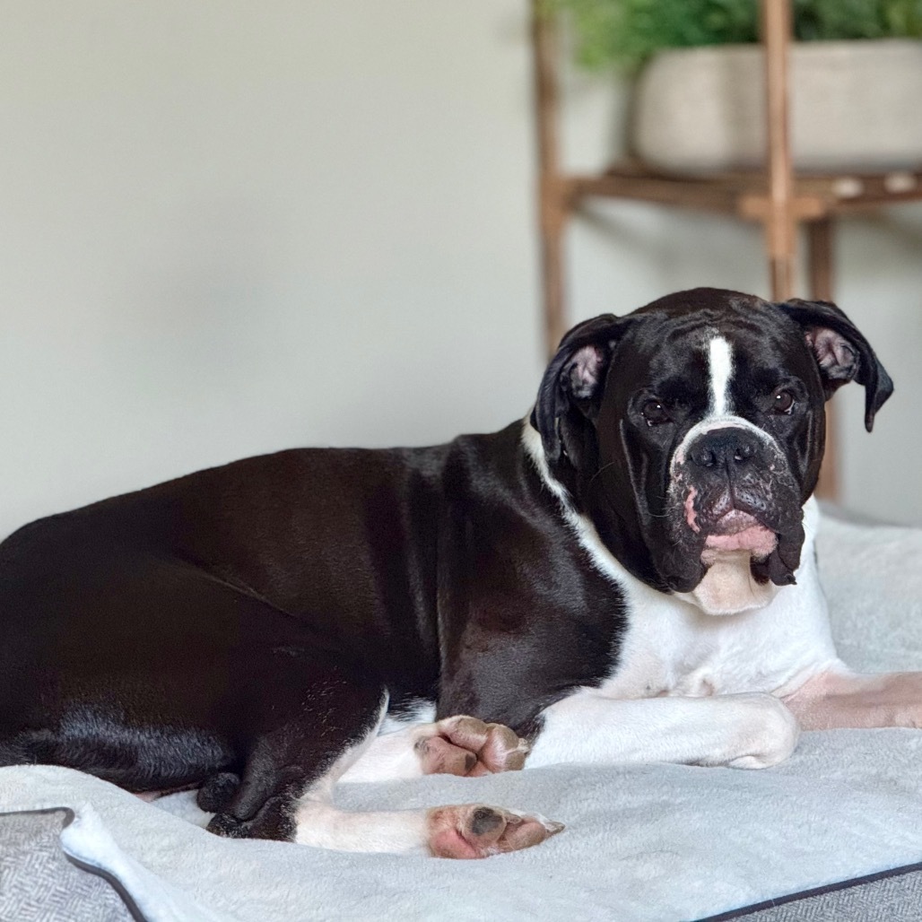 Kiefer, an adoptable Boxer in Rochester, MN, 55903 | Photo Image 3