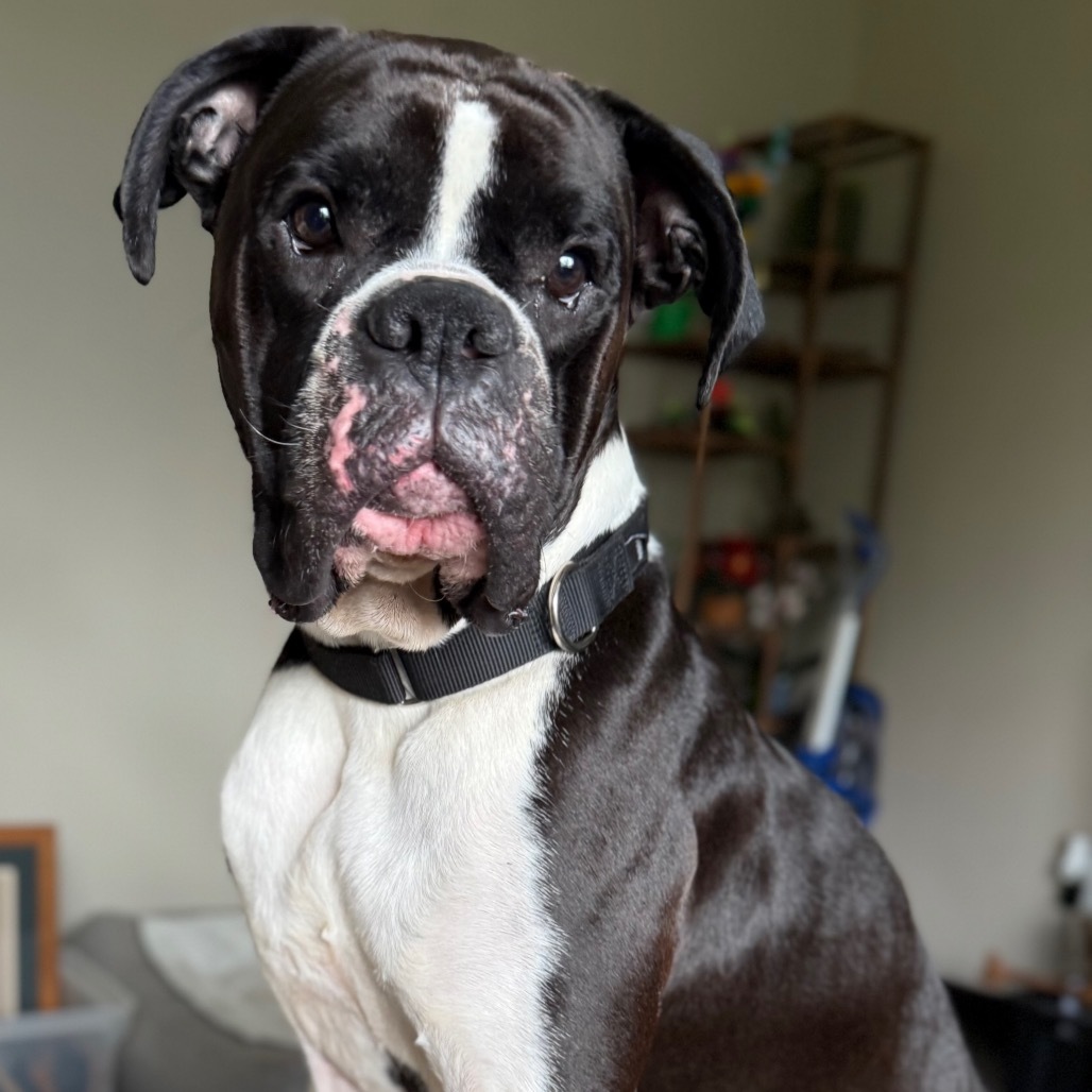 Kiefer, an adoptable Boxer in Rochester, MN, 55903 | Photo Image 4
