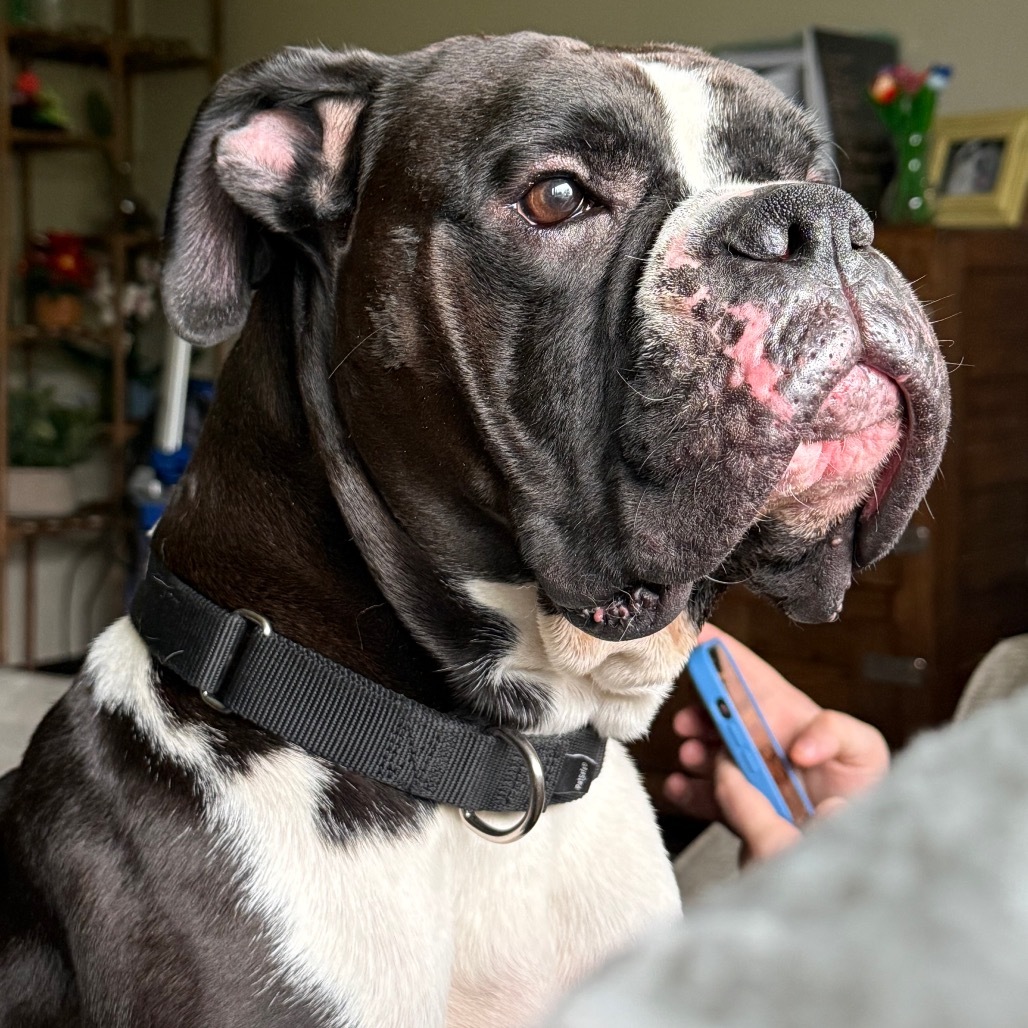 Kiefer, an adoptable Boxer in Rochester, MN, 55903 | Photo Image 5