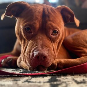 Brayden, Adult Male Pit Bull Terrier