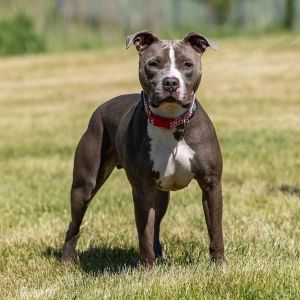 Dale, Adult Male Staffordshire Bull Terrier