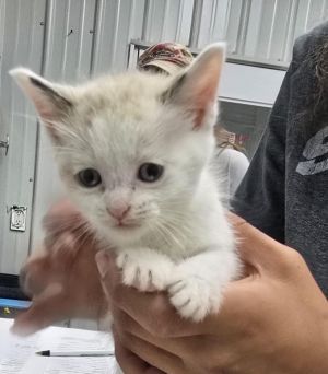 Zenith, Baby Male Domestic Short Hair