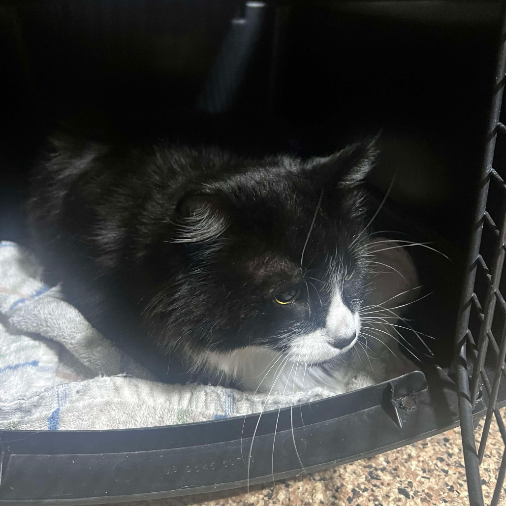 Misty, an adoptable Domestic Medium Hair in Grand Rapids, MN, 55744 | Photo Image 1