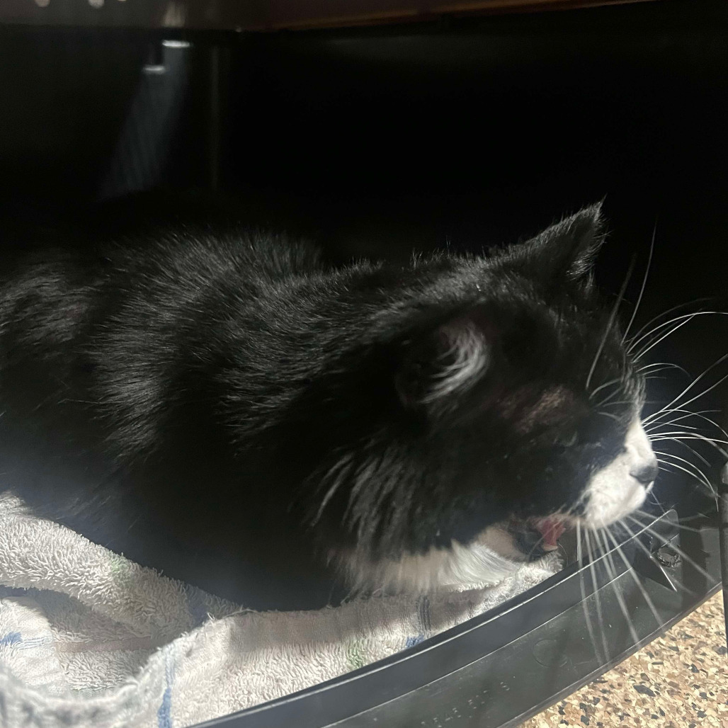 Misty, an adoptable Domestic Medium Hair in Grand Rapids, MN, 55744 | Photo Image 2