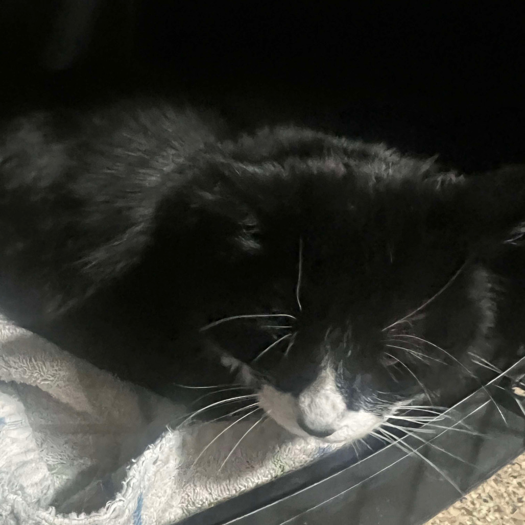 Misty, an adoptable Domestic Medium Hair in Grand Rapids, MN, 55744 | Photo Image 3