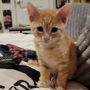 Monkey, Baby Male Domestic Short Hair