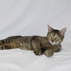 Misty, Young Female Domestic Short Hair