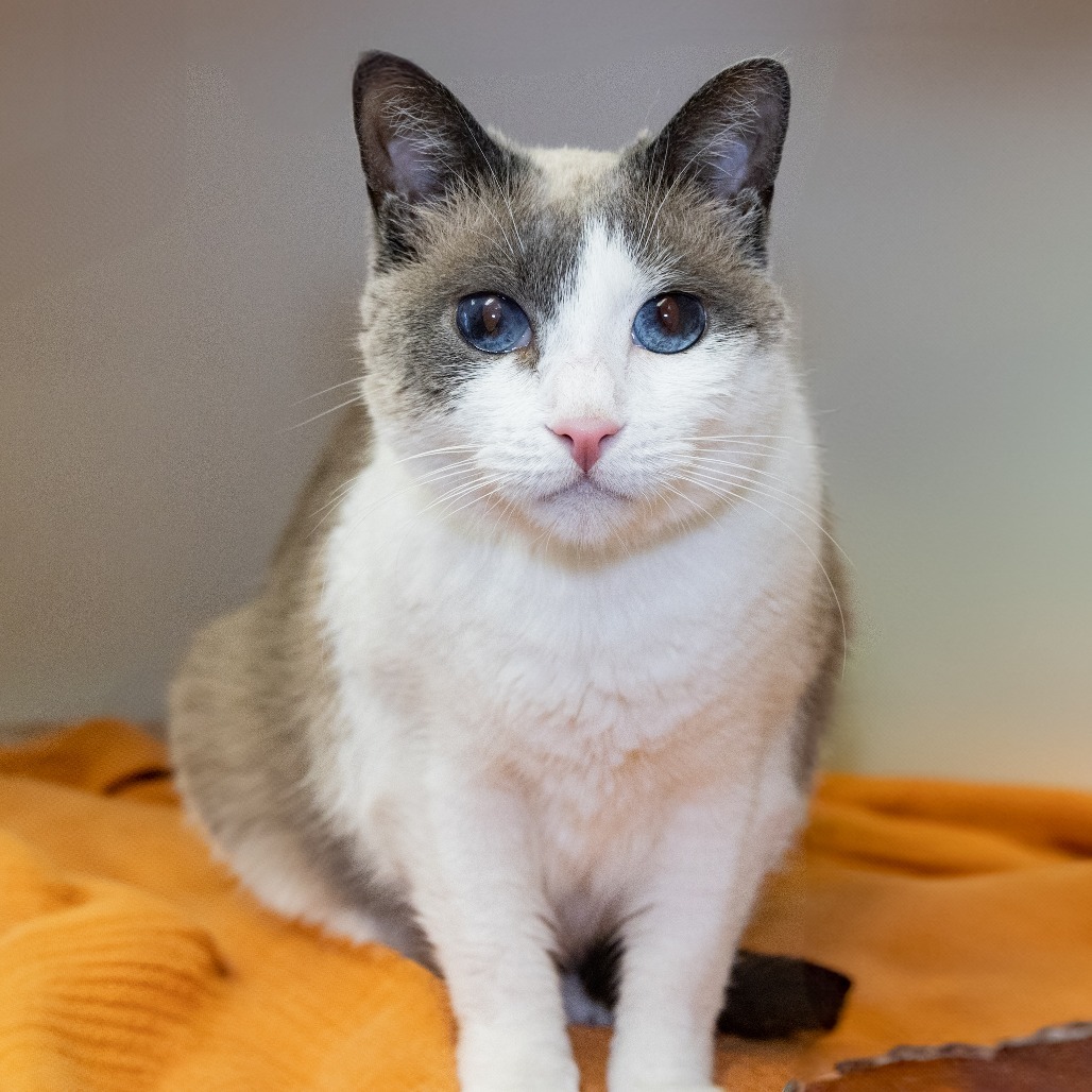 Princess, an adoptable Snowshoe, Siamese in Long Beach, CA, 90815 | Photo Image 1