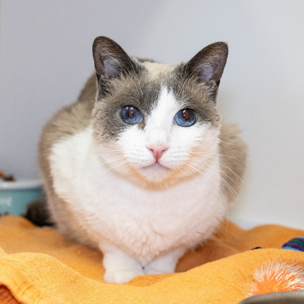 Princess, an adoptable Snowshoe, Siamese in Long Beach, CA, 90815 | Photo Image 4
