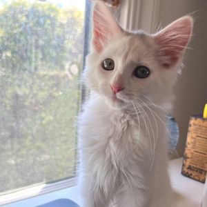 Manny, Baby Male Domestic Short Hair