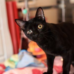 Meet Nutmeg a sweet young soul who has a heart as warm as his name suggests Hi