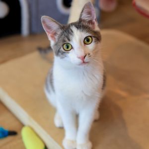 Gumdrop Domestic Short Hair Cat