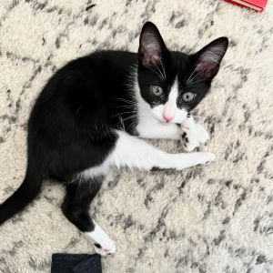 Do you want to adopt the purrrfect cat You want Claire If youre sitting in a 
