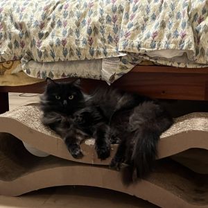 Charlie is a regal gentleman who is a true cats cat He absolutely thrives amongst his peers and cr