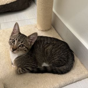 Introducing Enid Enid is an adorable kitten who thrives in the company of other