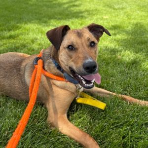 About me -Im a goofy sweet dude who loves to run and play -Toss a couple of treats my way