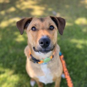 About me -Im a goofy sweet dude who loves to run and play -Toss a couple of treats my way