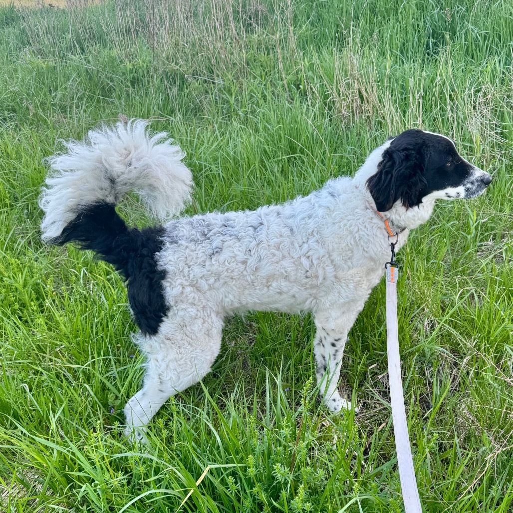 Bruno