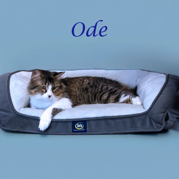 Ode C- thumbnail 2
