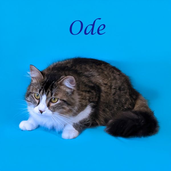 Ode C- thumbnail 4