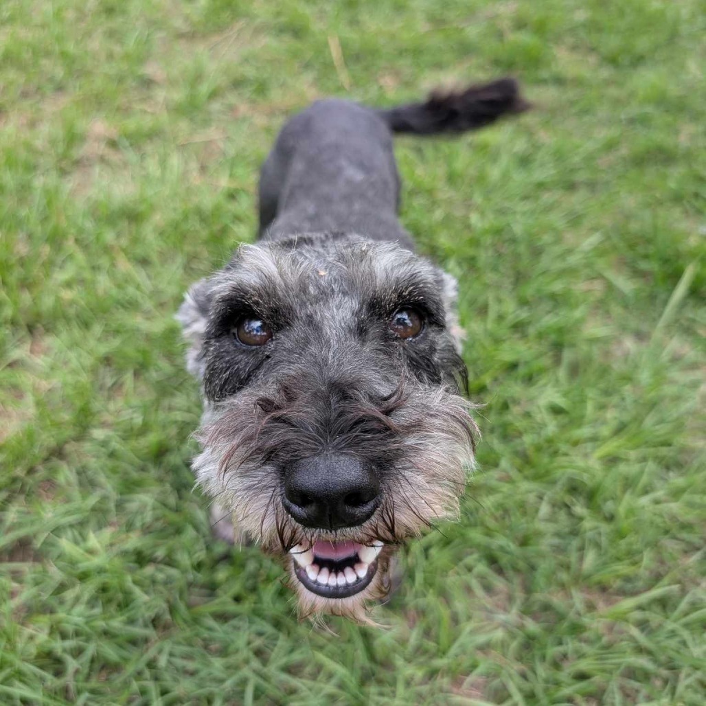 Tootsie Rose