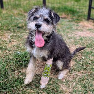 Meet Acacia an 11-pound 6-month-old Schnauzer-Terrier mix with a heart full of spunk and a body th
